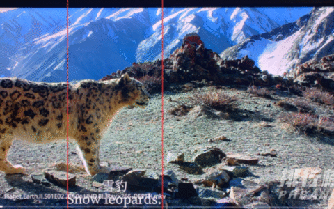 荣耀智慧屏x1骂声一片，荣耀智慧屏x1缺点不少