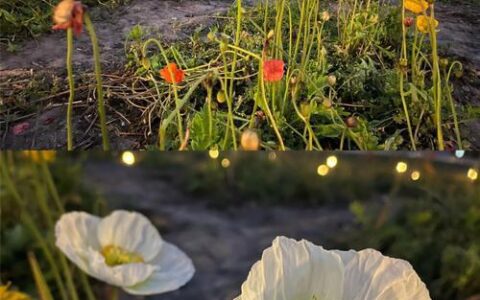 苹果13拍照怎么样？教你如何拍出高质量照片