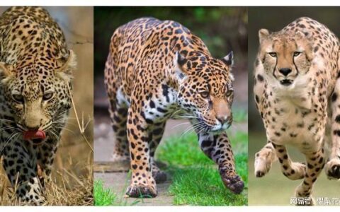 花豹卡：一种以花豹为主题的信用卡