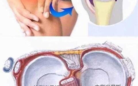 半月板随膝关节的运动而移动，你了解吗？