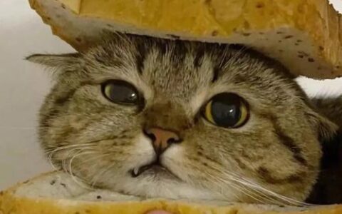 在线电话卡：方便实惠的通话新选择