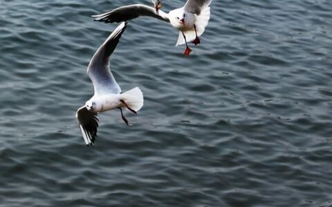 海鸥网络电话：免费通话，畅享全球